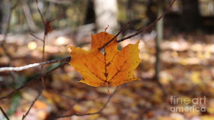 One Yellow Leaf Photograph by Stefania Caracciolo