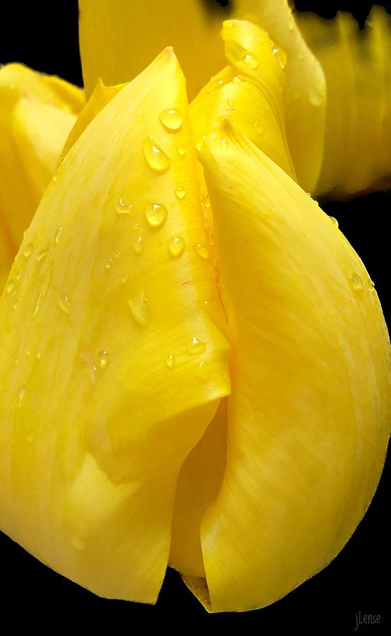 One Yellow Tulip  Photograph by JoAnn Lense