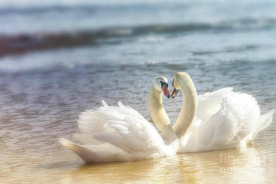 Mute Swans Photograph - Oneness In The Moment by Mary Lou Chmura