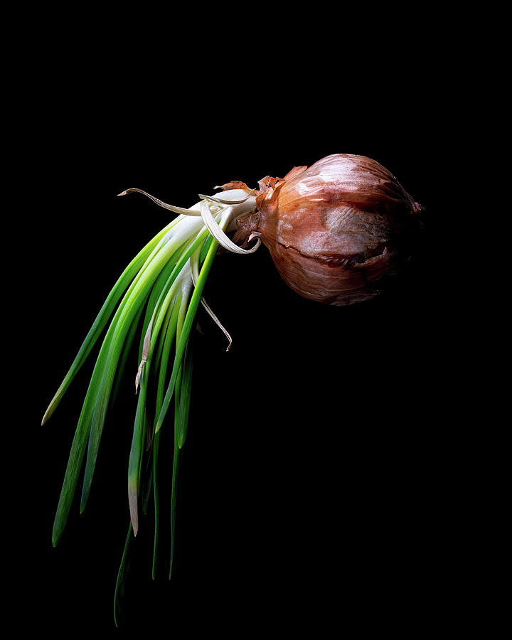Onion 2 Photograph by Bob Orsillo