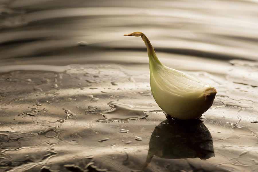 Onion Duck Photograph by Cacio Murilo De Vasconcelos