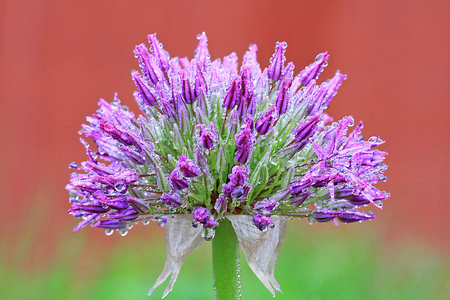 Onion Flower with Dew Drops Photograph by Shixing Wen
