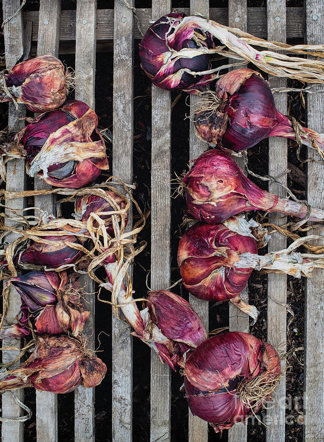 Onions Electric Red Drying Photograph by Tim Gainey