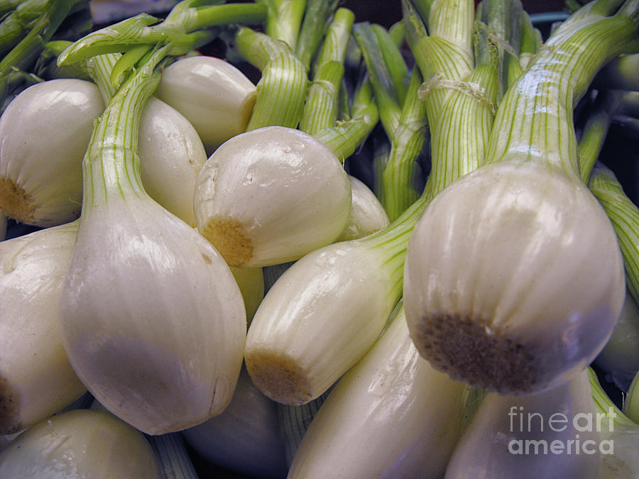 Onions Photograph by Jerry Editor Fine Art America