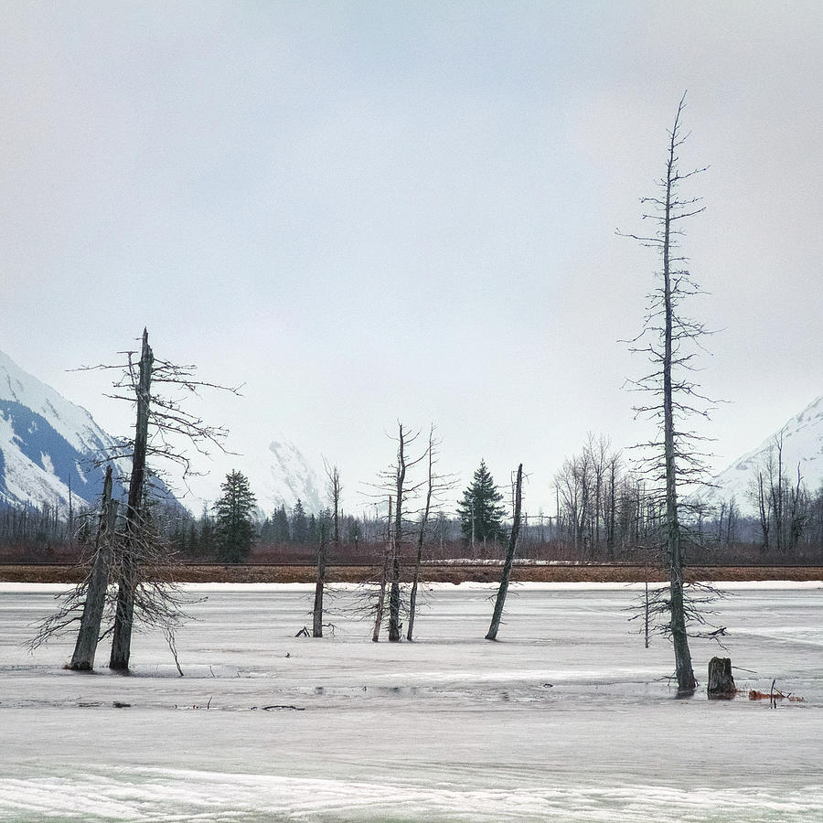 Only In Alaska 11 Photograph by Robert Fawcett