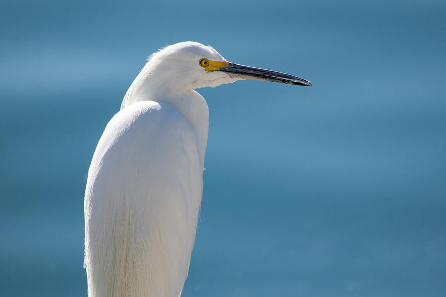 Only One Egret Photograph by Bonny Puckett