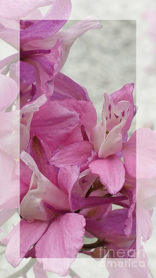 Only pink Photograph by Paola Baroni