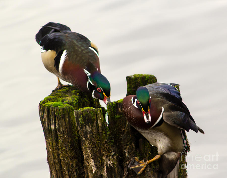 Only Room for One Wood Duck Photograph by Sea Change Vibes