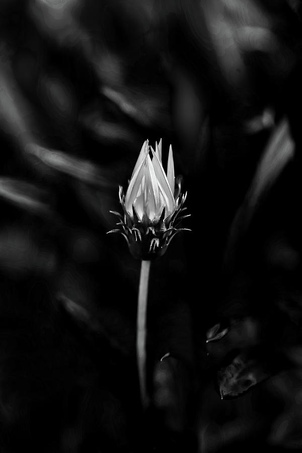 Flower Photograph - Only You by Az Jackson