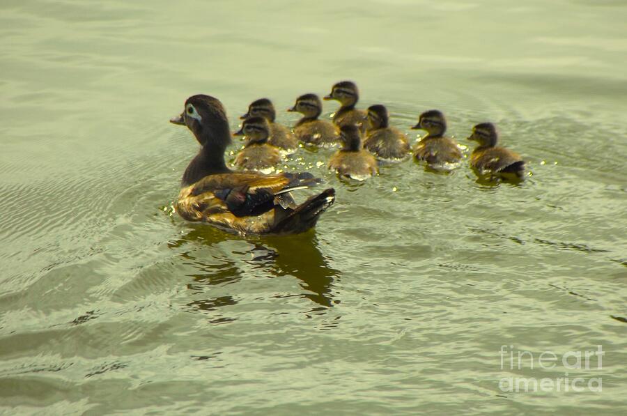 Wood Duck Hen With Eight Ducklings On The St. Joseph River Spring ...