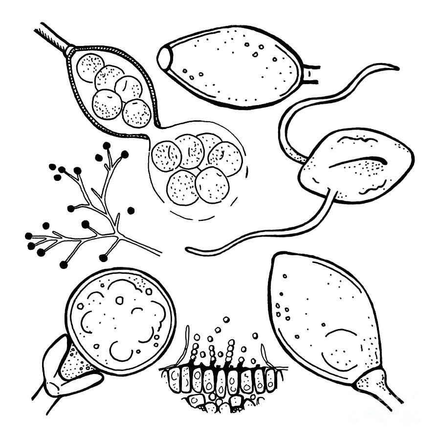 Oomycete Plant Pathogens Drawing by Larissa Osterbaan