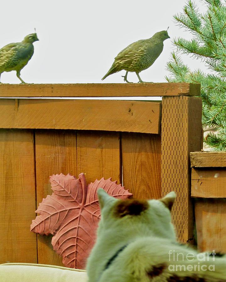 Oops The Quail are Coming Photograph by Phyllis Kaltenbach