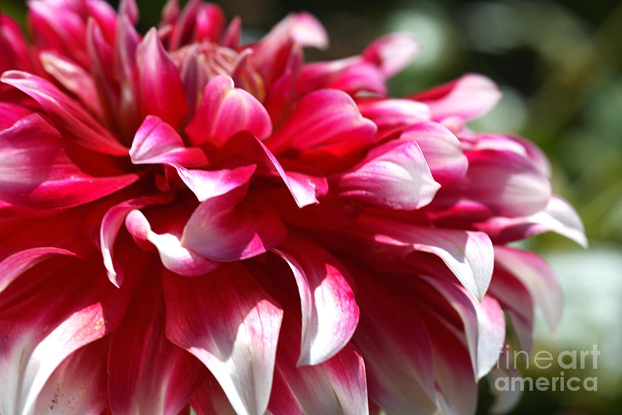 oozing With Life Dahlia Photograph by Joy Watson