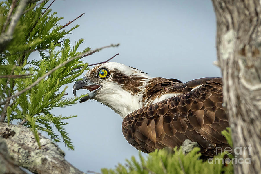 Open Beak Osprey Photograph by Tom Claud