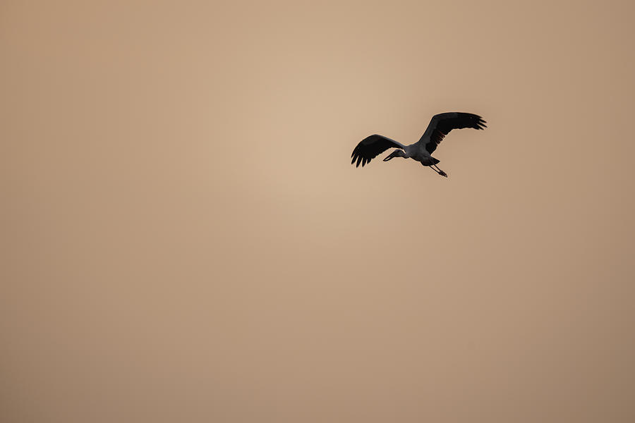 Open Bill Stork Photograph by Kiran Joshi