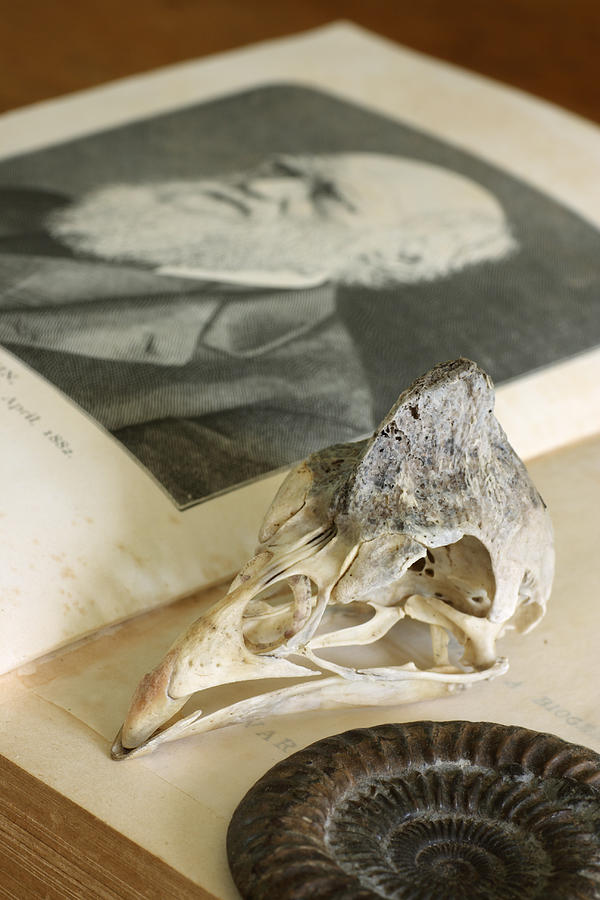 Open Charles Darwin book with guinea-fowl skull and ammonite Photograph by Rolbos
