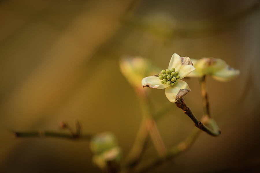 Open Dogwood Bloom Photograph by Joni Eskridge