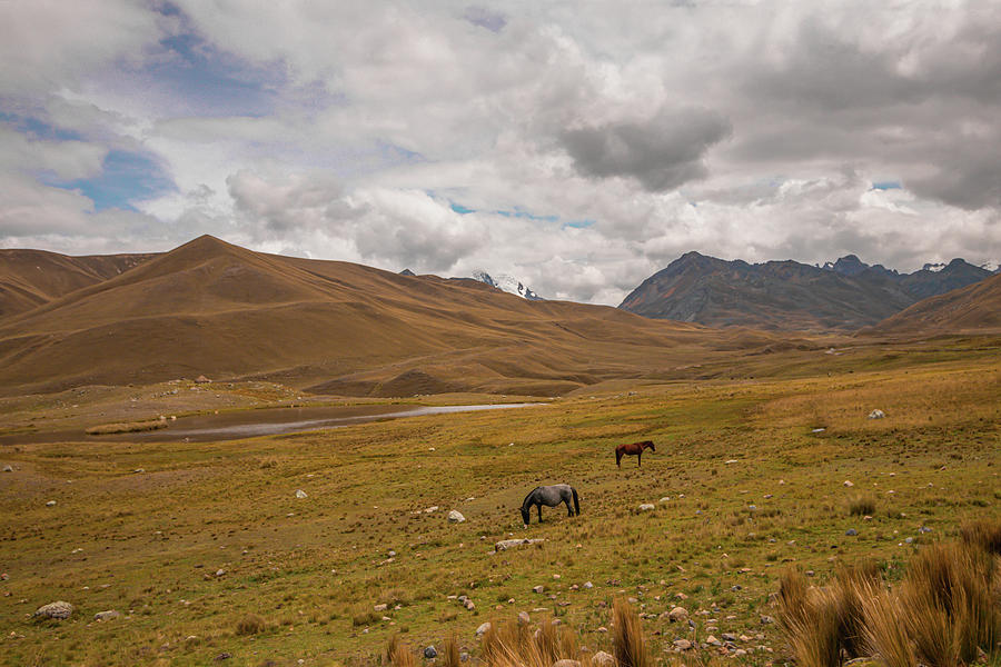 Open field Photograph by Mercedes Aimar - Fine Art America