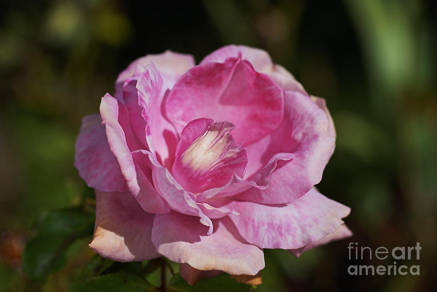 Nature Photograph - Open In Pink Rose Flower by Joy Watson