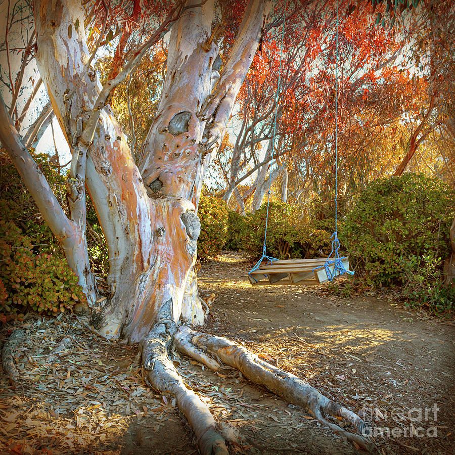 Open Invitation - Eucalyptus Photograph by Denise Strahm
