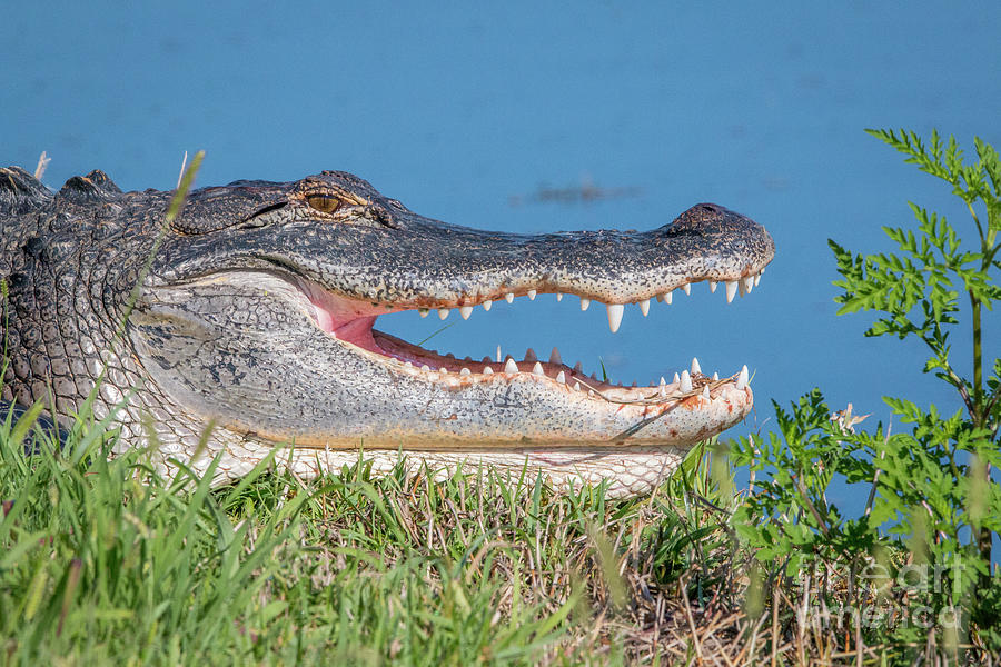 Open Mouth Gator Photograph by Tom Claud