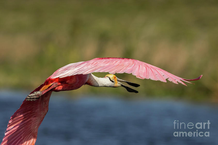 Open Mouth Spoonbill Photograph by Tom Claud