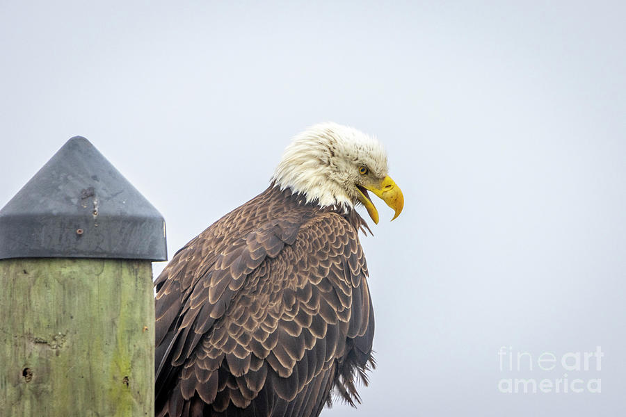 Open Mouthed Eagle Photograph by Tom Claud