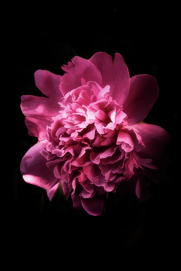 Open Peony Photograph by Philippe Sainte-Laudy