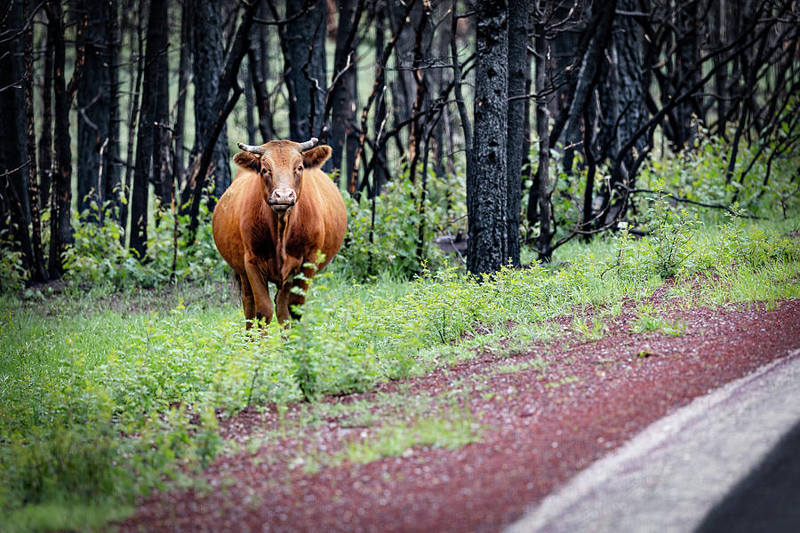 Open Range Cattle Photograph by Bill Chizek