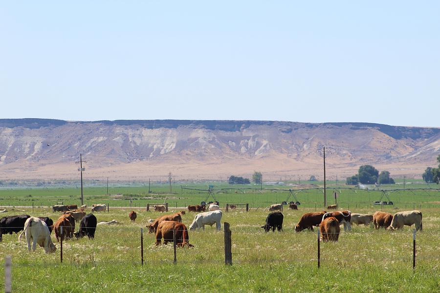 Open Range Photograph by Caylee Johnson - Fine Art America