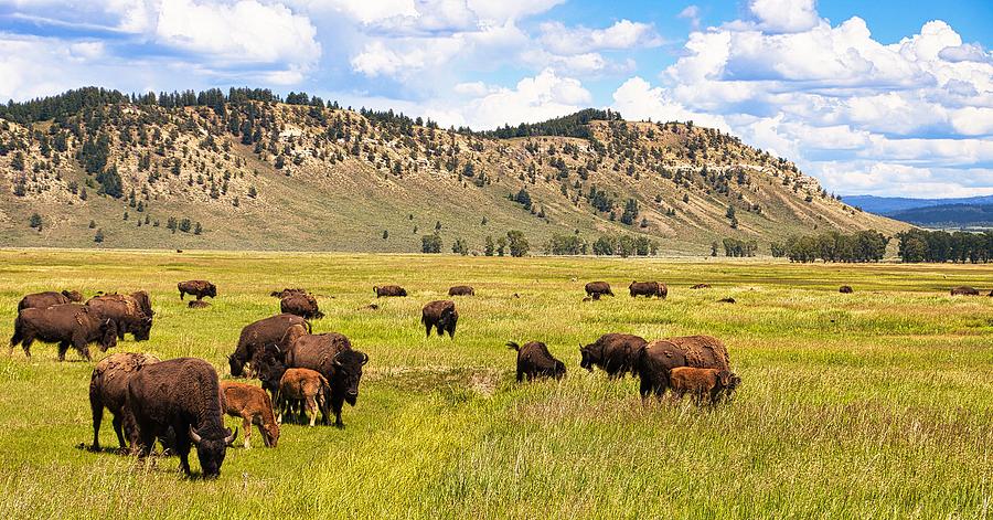 Open Range Where the Buffalo Roam Photograph by Robert Blandy Jr