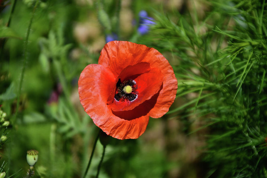 Open Red Poppy overhead view with green background Photograph by ...