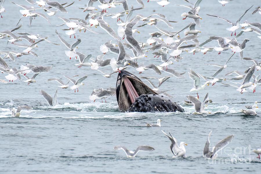 Whale Photograph - Open Wide by Jennifer Jenson