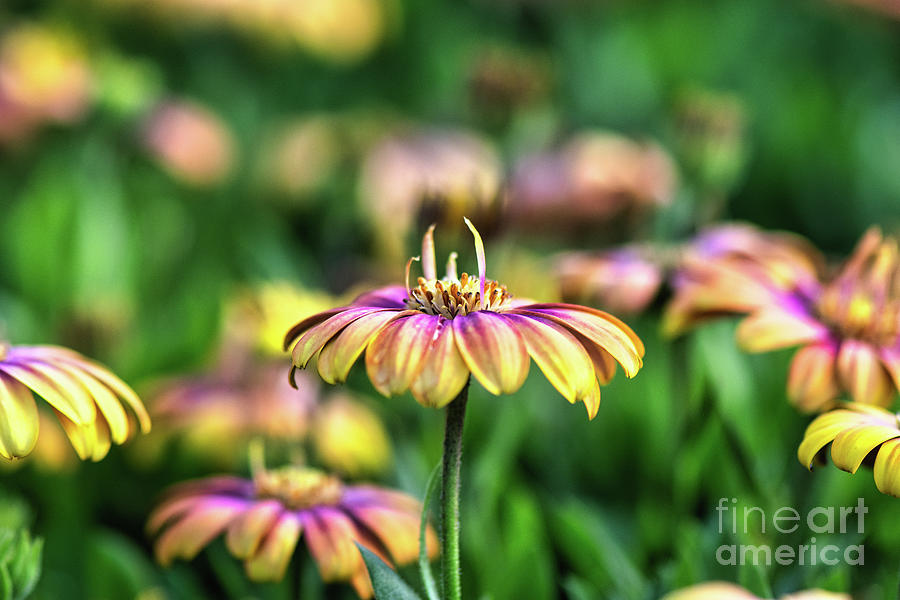 Echinacea Yellow and Pink Coneflower Photograph by Abigail Diane Photography