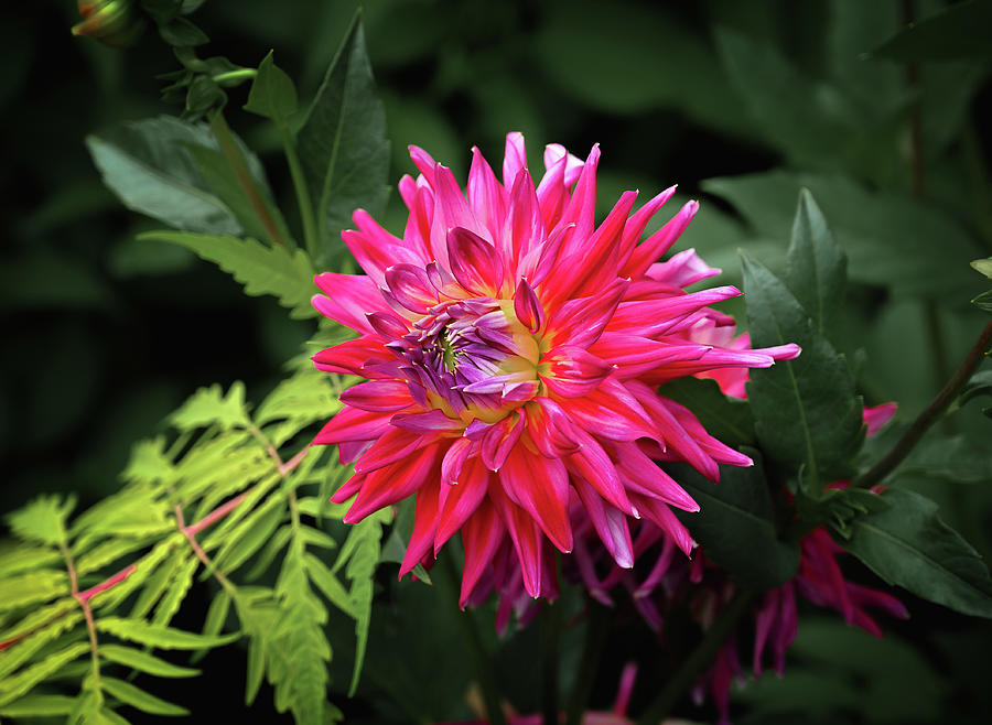 Opening Dahlia Photograph by Steven Nelson