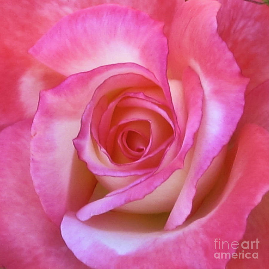 Opening Pink Rose Photograph by L J Oakes