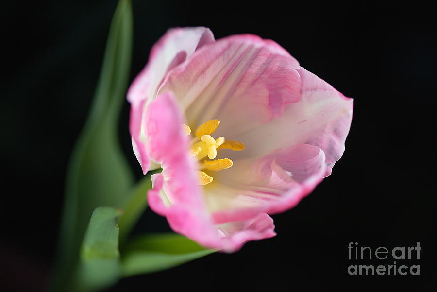 Opening Pink Soft White Tulip Photograph by Joy Watson