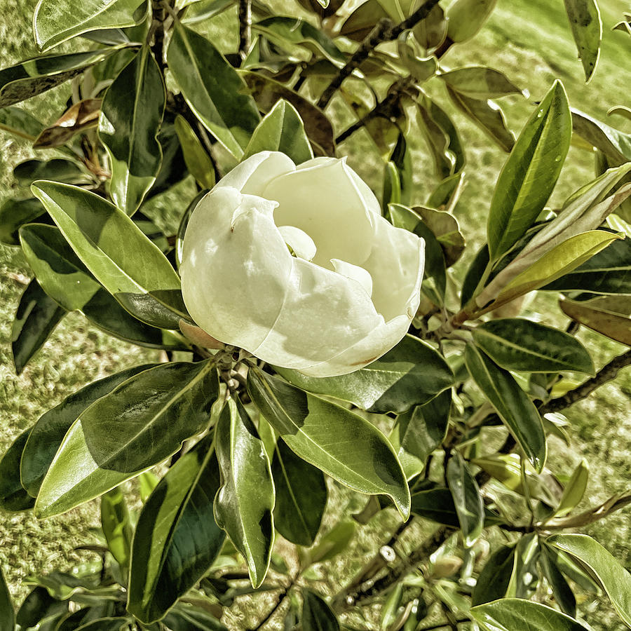 Opening Today - A Goldtone Magnolia Photograph by Bill Swartwout