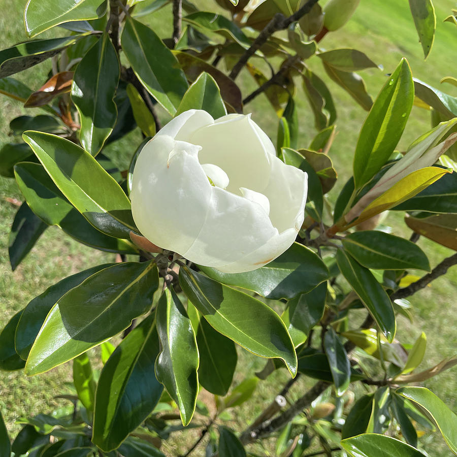 Opening Today - A Magnolia Blossom Photograph by Bill Swartwout
