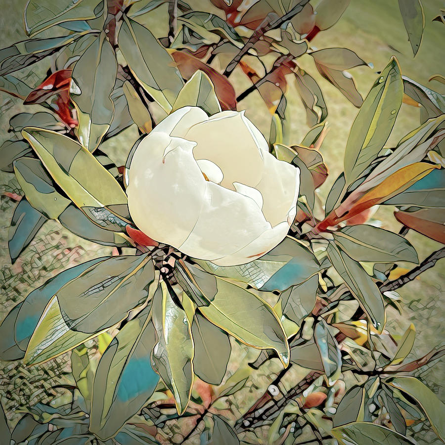 Opening Today - A Sketched Magnolia Photograph by Bill Swartwout