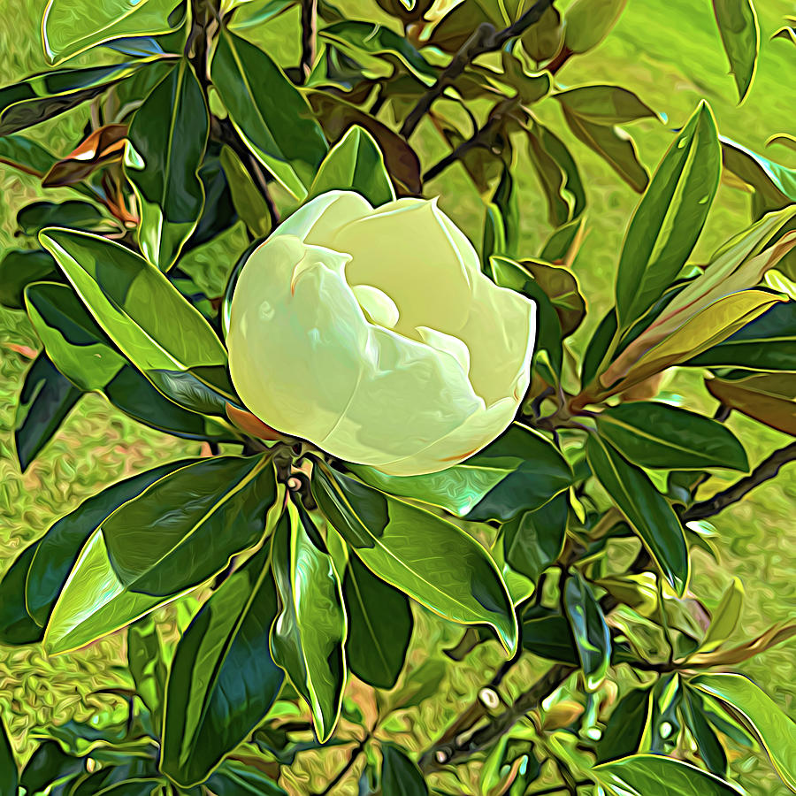 Opening Today - Magnolia Expressionism Photograph by Bill Swartwout