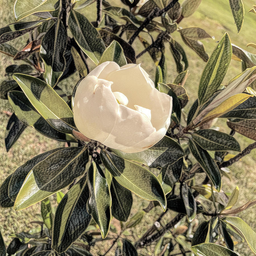 Opening Today - Magnolia in Charcoal Photograph by Bill Swartwout