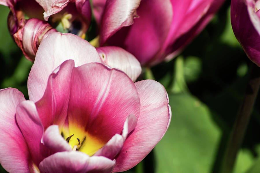 Tulip Photograph - Opening Up by Gerri MacIlvane