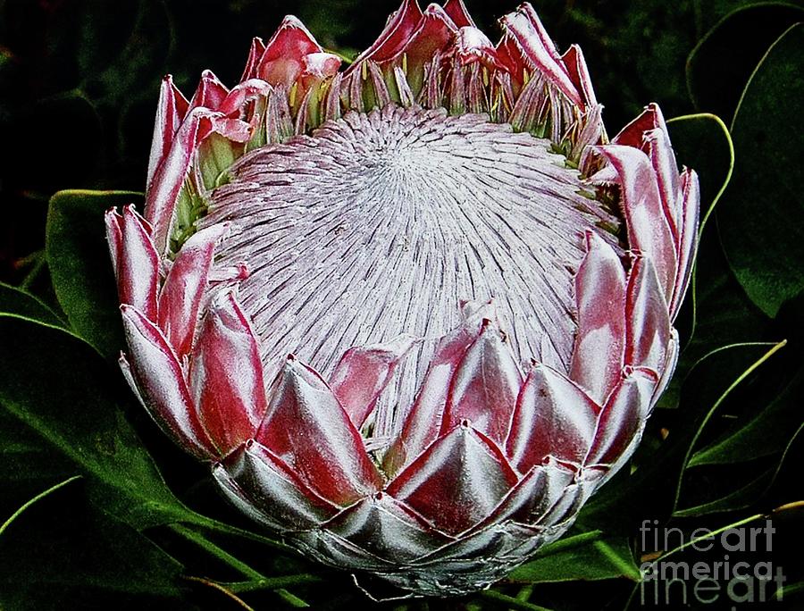 Opening Up King Protea Photograph by Cheryl Cutler