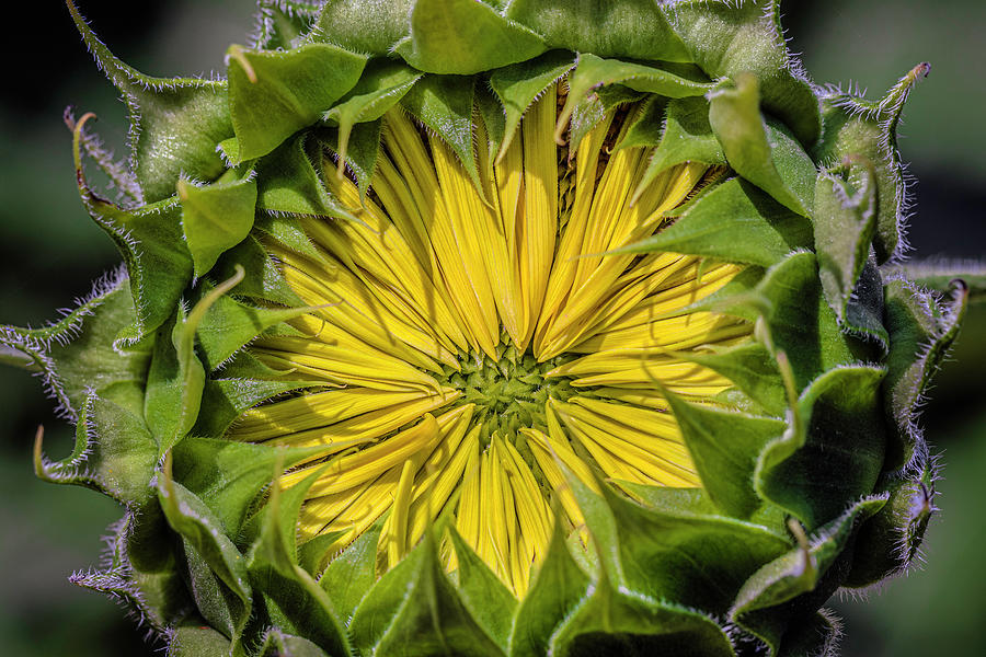Opening Yellow Sunflower Bud Photograph