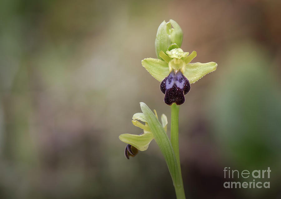 Ophrys Fusca, Sombre Bee-orchid Or The Dark Bee-orchid. Photograph