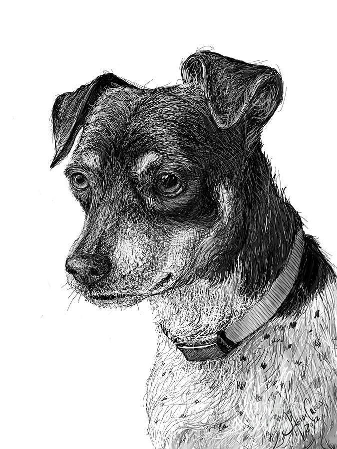 Opie the Rat Terrier Drawing by Heidi Creed - Pixels