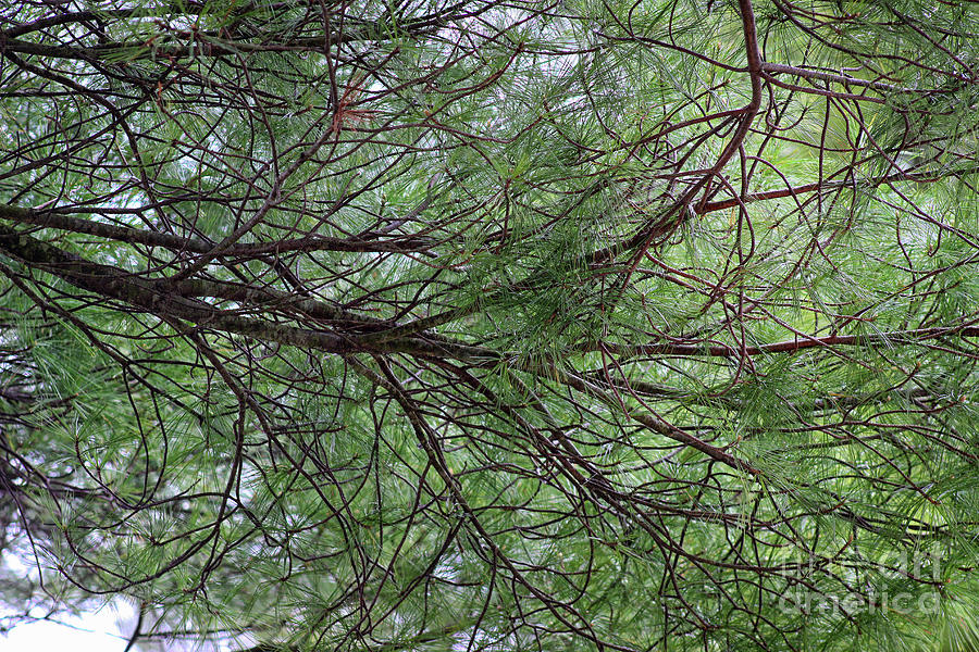 Opining Under Pines Photograph by Karen Adams