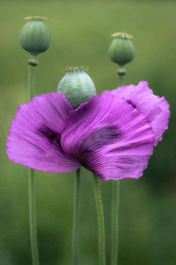 Opium Poppies Photograph by Alexander Kunz
