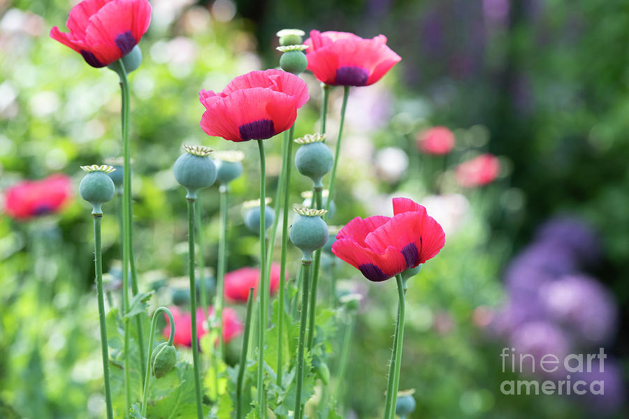 Opium Poppies in an English Garden Photograph by Tim Gainey